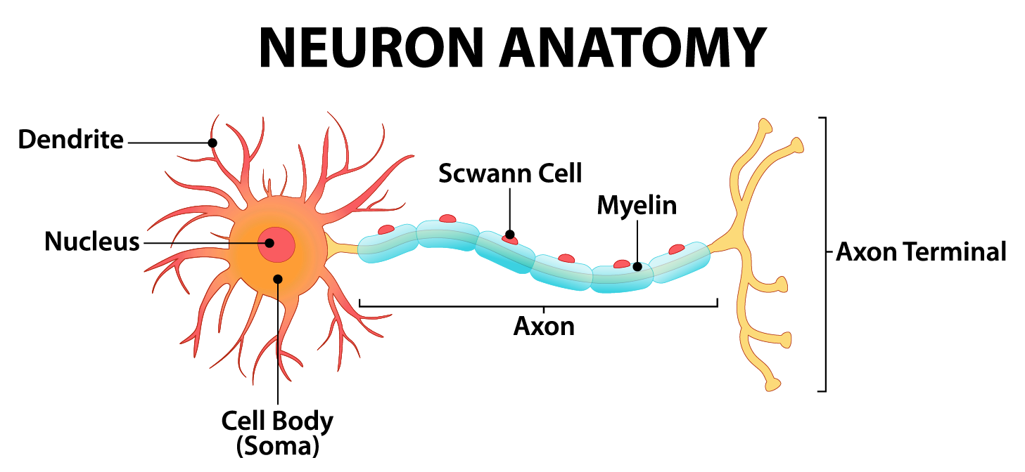 case study neurons and cell communication answer key